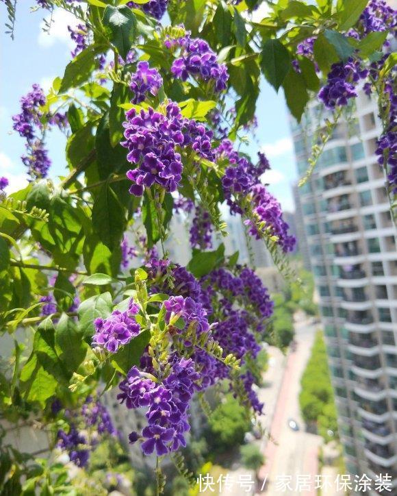 夏天|7种漂亮花,自带“体香”,阳台养一盆,家里就像喷香水