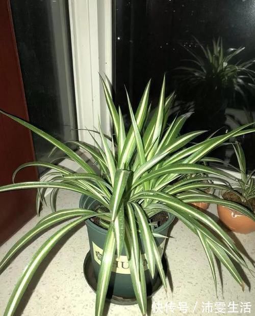 杜鹃|花盆太深真要命，长寿君子兰养1盆死1盆，赶紧换！