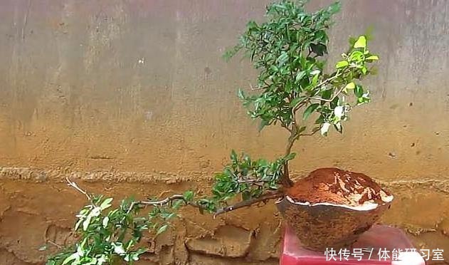 破盆配“路边草”，野性十足，省钱接地气，养上2年就美了！