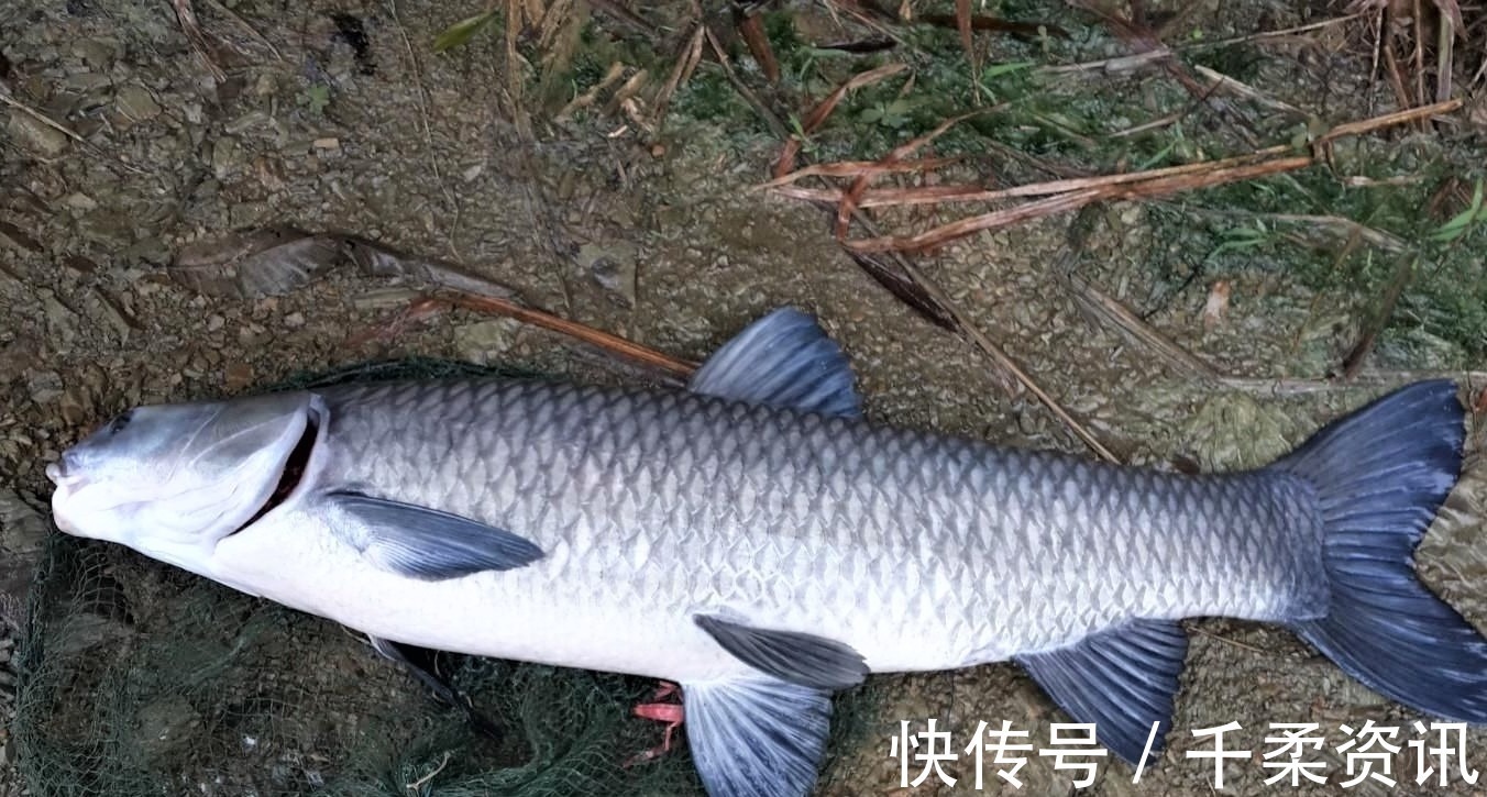 垂钓|钓这几种鱼不谈什么钓技,只要水里有鱼,一般人都会钓