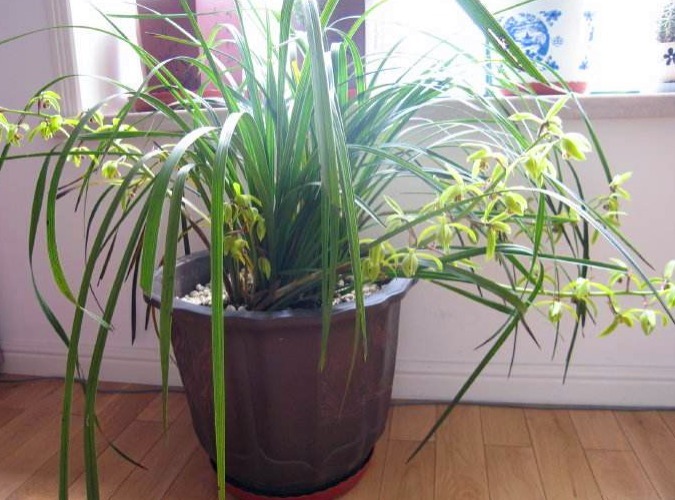 兰花养不好,就学1招“绝妙的技巧”,用后叶芽蹭蹭长,花开不停