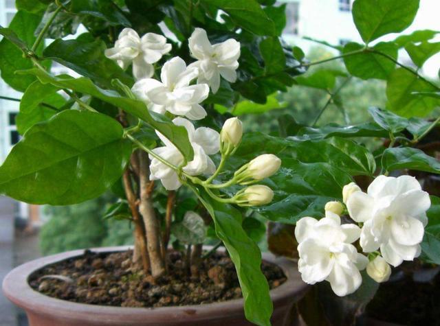 立冬之前,快点给此3种花一刀剪,要不来年叶子全掉光