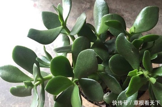 玉树冬天这么养,不掉叶不烂根,越长越高,叶片肥厚绿的闪光