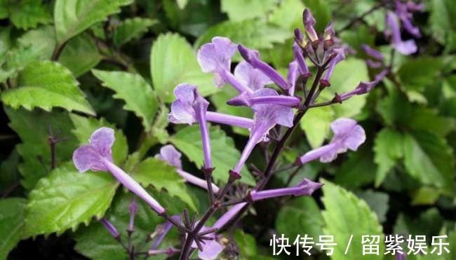 野菜|农村常见的3种野菜,营养丰富,常吃增强体质,养生保健很不错!