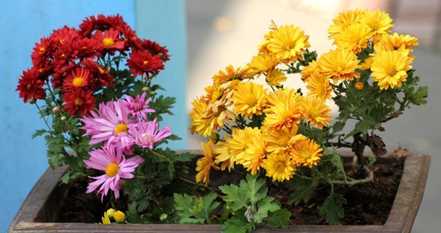 立冬养什么花合适?经验多的花匠爱推荐这4样,盆栽漂亮又好活