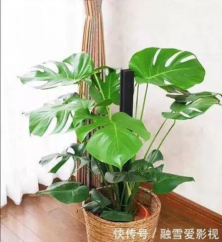 甲醛|家里养这12种“吸毒”绿植,净化空气,老人小孩少生病