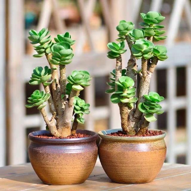 多肉出现“2种状况”,不要等、不要拖,越快“换盆”越好