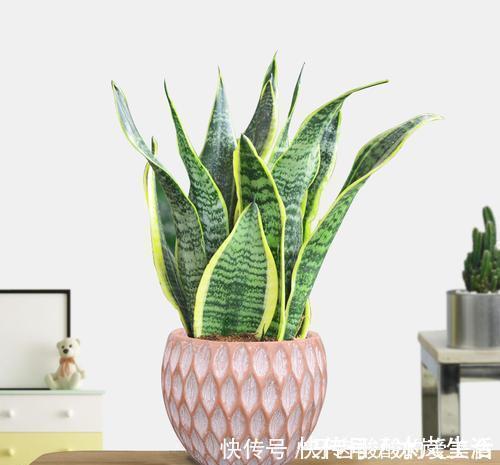 花花|卧室养花选它，人养花花也养人，空气清新改善睡眠，值得拥有！