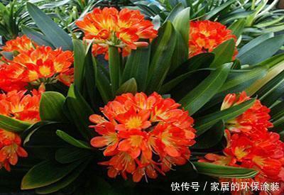 肥厚|养君子兰,2种水换着浇,根壮实、叶肥厚,入冬花开爆盆