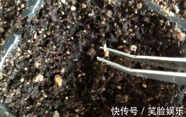 长寿花|这花像长寿花一样好养,全年不间断的开花,太美了