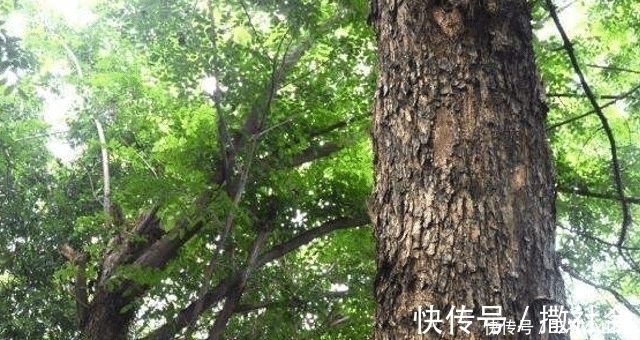 它稀少珍贵,且堪比“黄金”,农村见到,请您保护