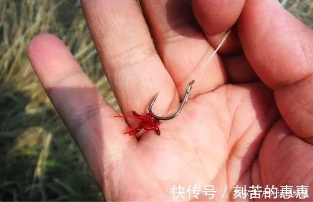 肥猫|应对冬季特有的鱼情变化,掌握这几点大鲫鱼连竿上!