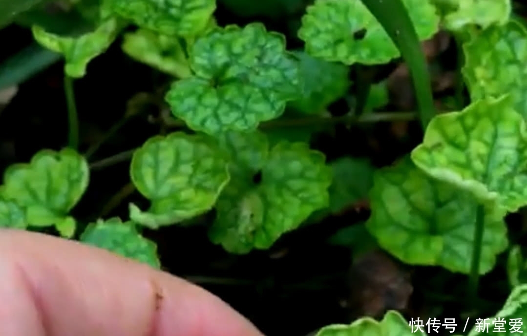 野草|农村人称“活血丹”的野草,活血化瘀功效好,集市上卖到10元一斤