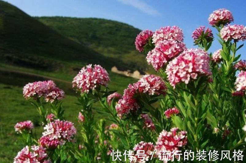 花卉|新手第一次养花，推荐4种花，种盆里不打理照样开满花