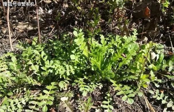 野菜|这种野菜馅的包子,比韭菜馅肉包还好吃,春天一吃就上瘾