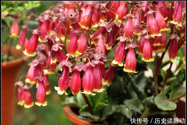 颜值|4种花漂亮有才华,还特别好养,呼呼开花,颜值超高的