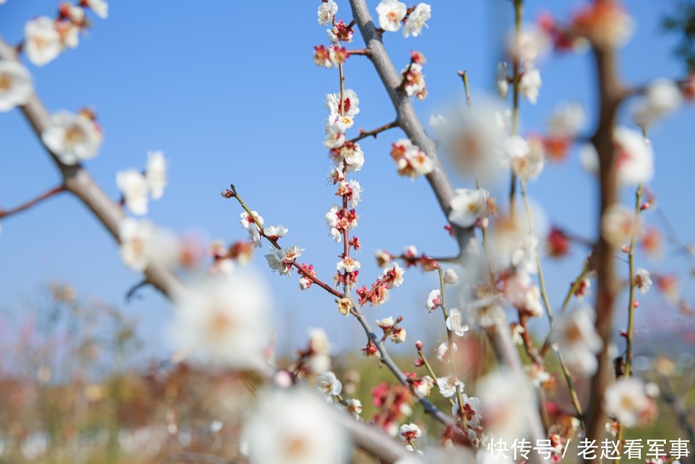 赏景啦!新年添喜色,西昌湿地公园梅花绽放