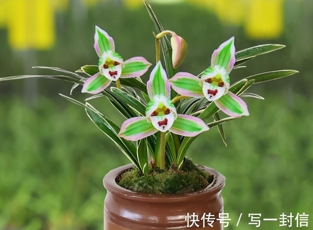 双色|极为少见的多色兰花,金边线艺,花香醉人,引得很多养花人喜爱它