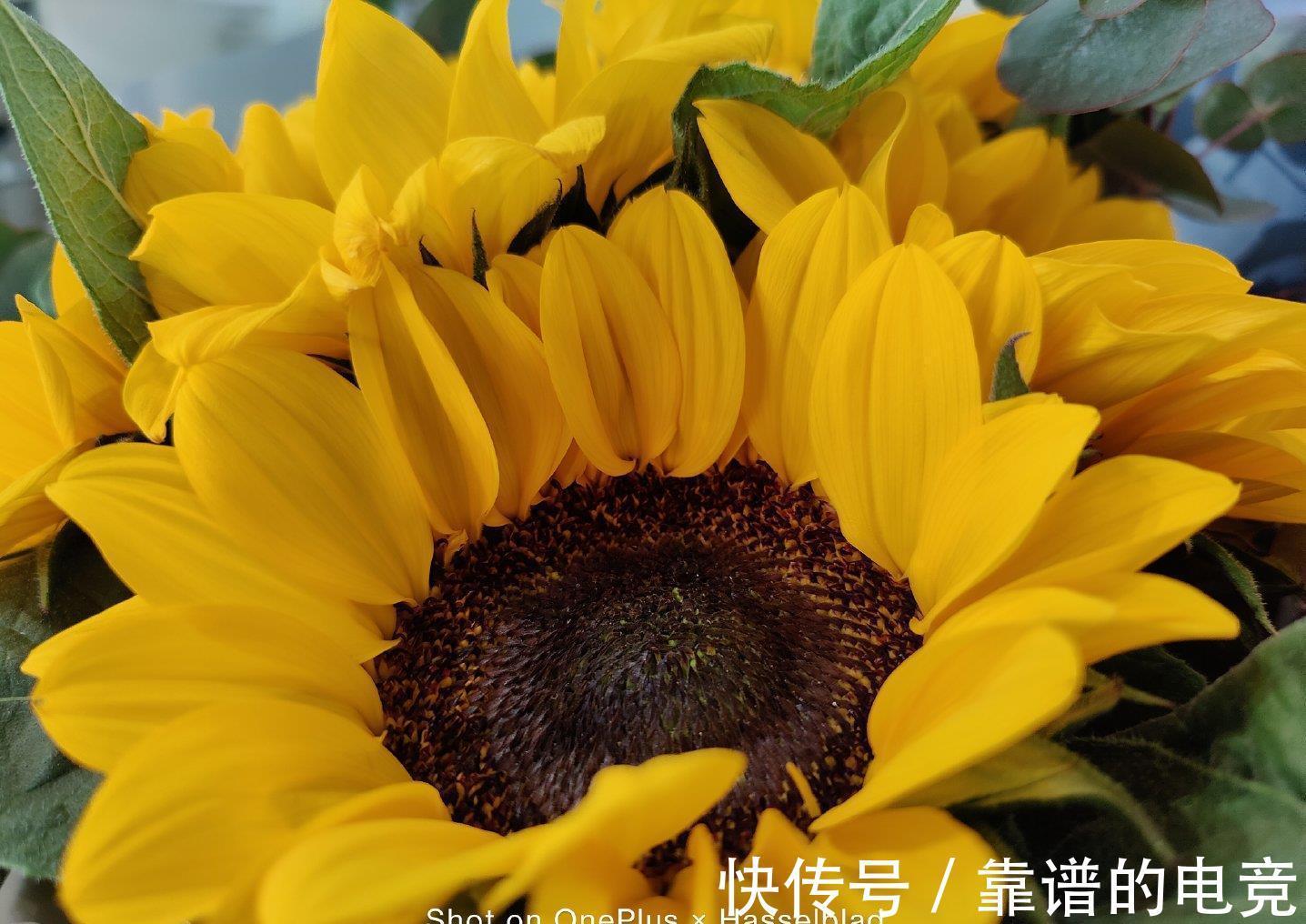 哈苏|哈苏联名的一加9Pro值得购买？