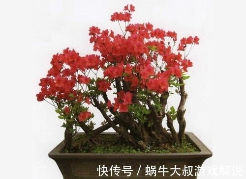 十月了，养映山红盆景，几个妙招送给你