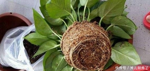 老婆在花盆里埋点它，黄叶情况好转了，而且叶子长得又大又绿