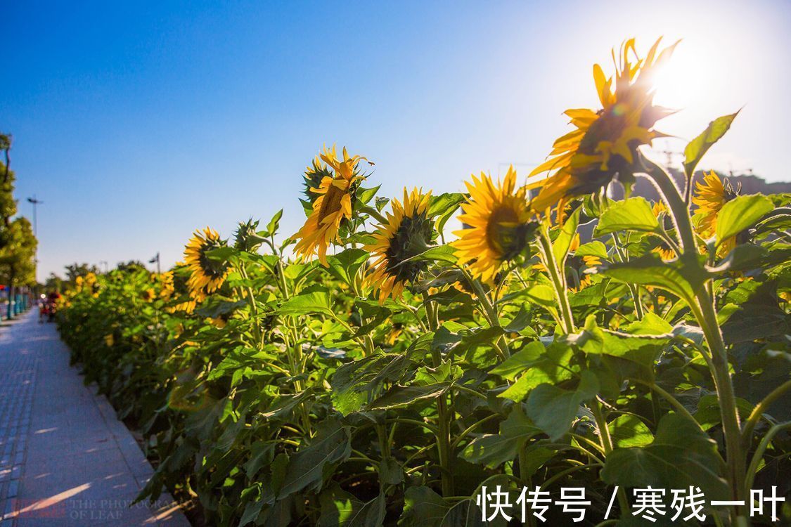 北大门|杭州又一网红打卡地，260亩超大面积向日葵花海，太美了就在城北