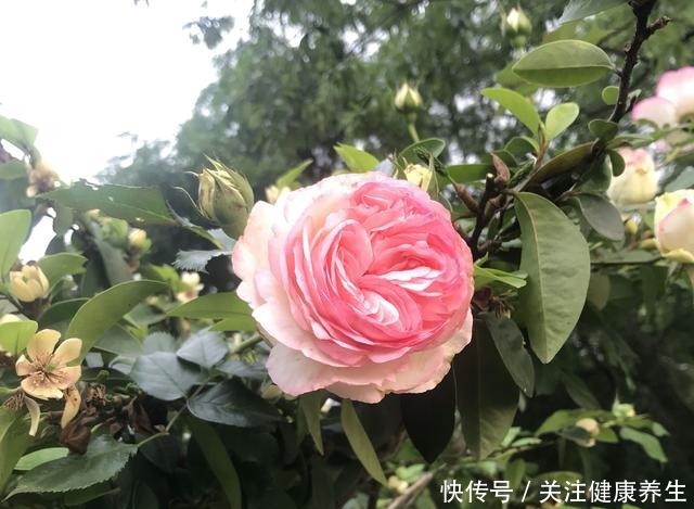 谁说月光族就不配养花这20种月季花月薪3000也能养!