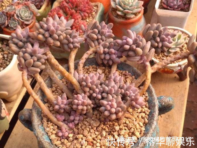 想要婴儿手指叶片多又胖,你得这样养护