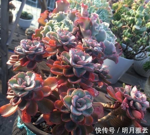 认同|多肉控养能长胖吗？新手最容易上当，完全两个概念，你认同吗？