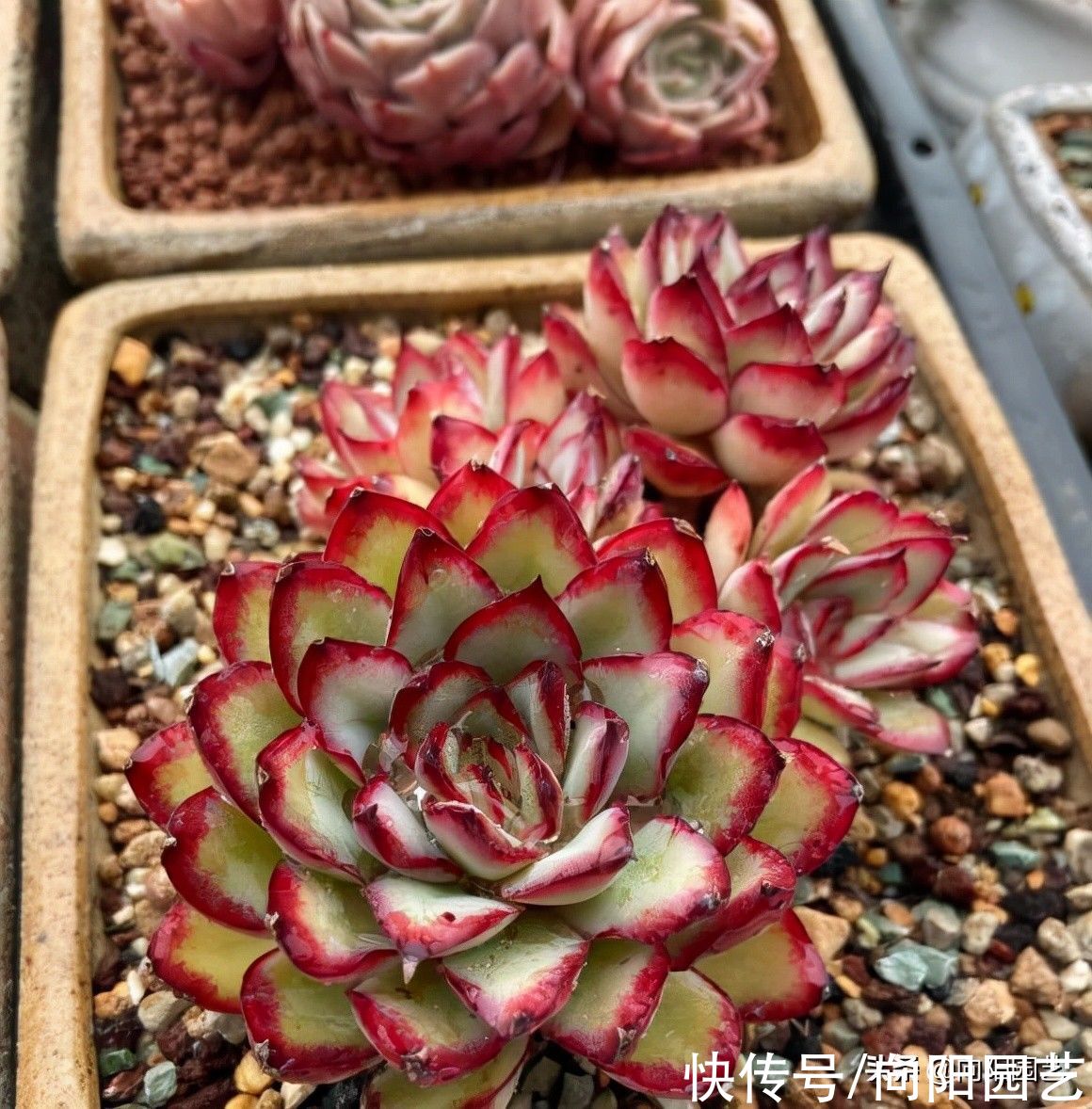 你买多肉总是小心翼翼，问东问西，没成想，收到的多肉依然养不好