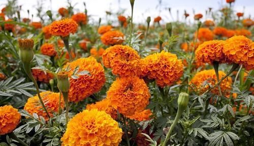 3种驱蚊花，花香到发臭，有人喜欢有人厌，你养了几种？