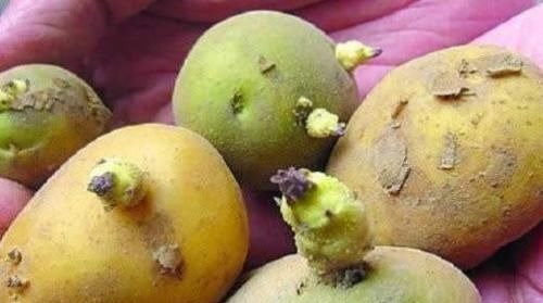 烹饪|发芽土豆能不能吃?我们都有误解了,真相告诉家人
