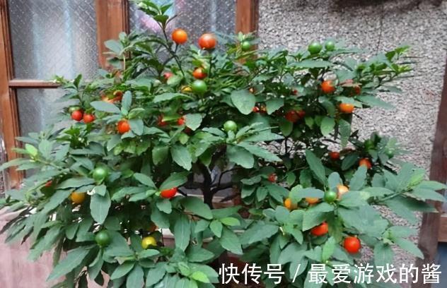 果子有毒,却很多人爱种,一到年底就热销,家中若有,值得注意