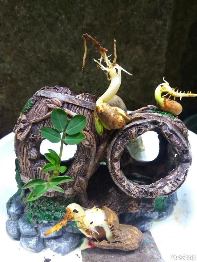 1粒花生丢水里,呼呼长成小森林,这艺术品给钱也不卖