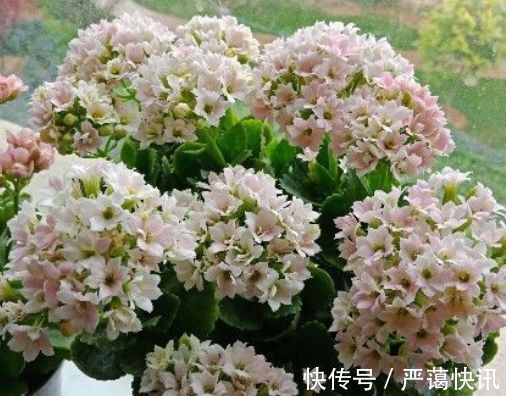 花卉|家养几款花卉,开花勤爱爆盆,盛开时繁花似锦,美轮美奂