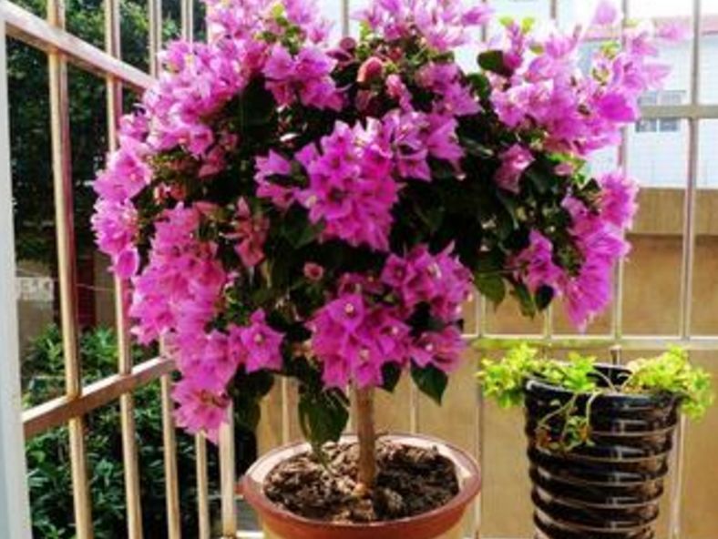 养了3年三角梅，只因在盆里丢了根“老电线”，侧枝开花不停！