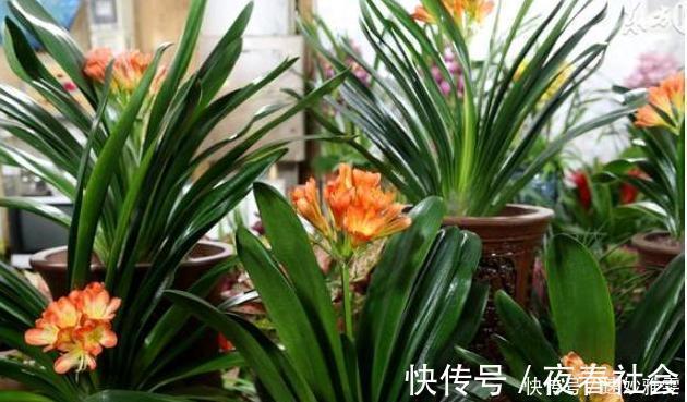 君子兰不开花教你这样浇水,君子兰健壮不烂根,开花爆盆不是梦