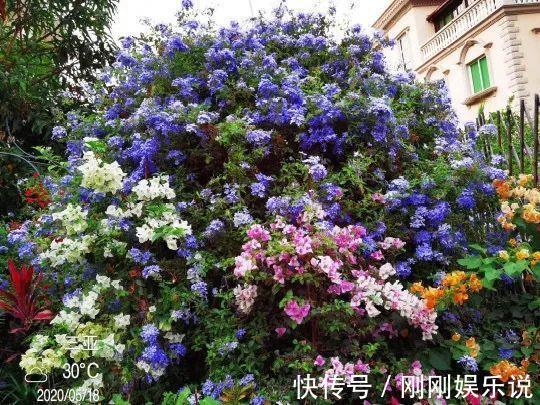 抗病、不招虫的天竺葵,屋里养一盆,开花一茬接一茬