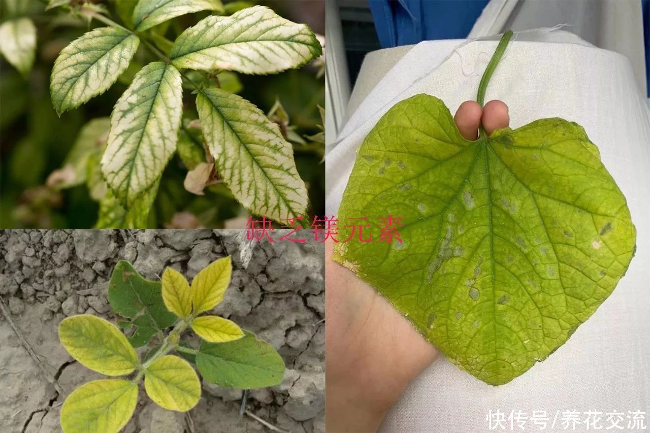 养花时分清植物缺乏哪种肥料，黄叶及时用这种肥，快速恢复翠绿