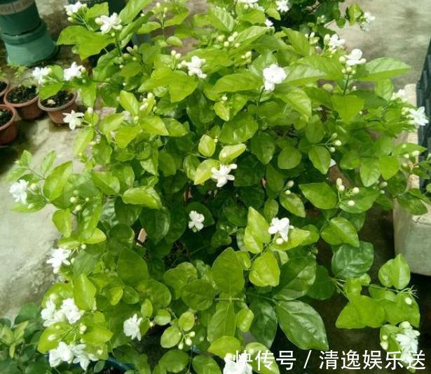 不会养茉莉花,就按4步走,叶片不发黄,花苞爆满盆