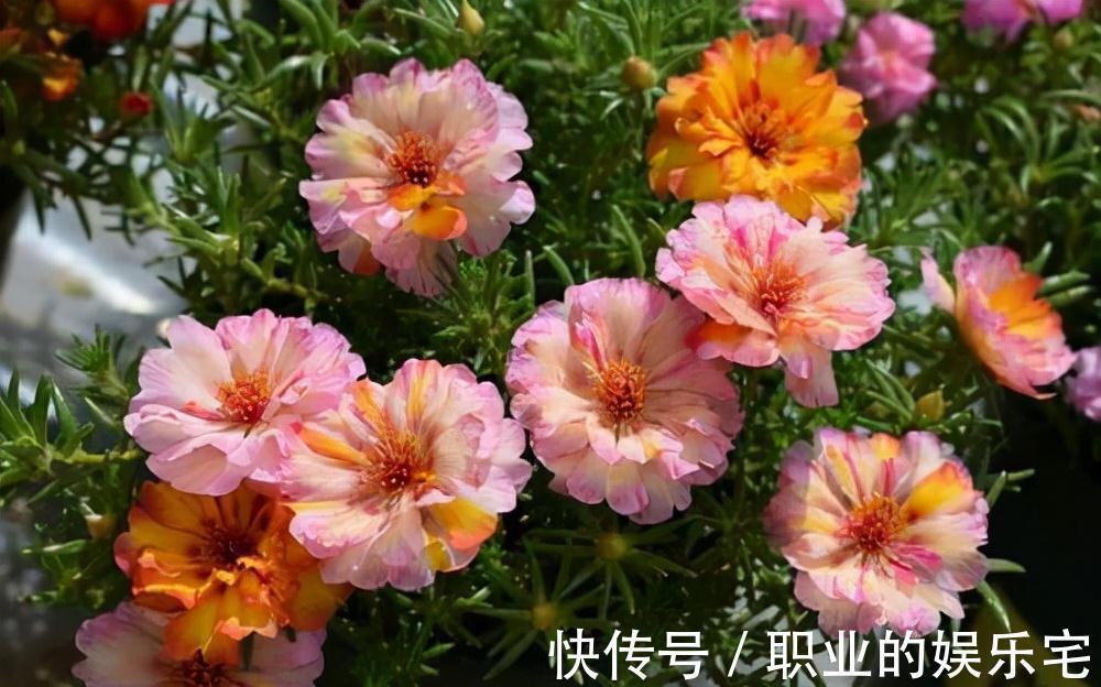 不易“养死”的13种花,独特有格调,好养又漂亮,新手养花首选