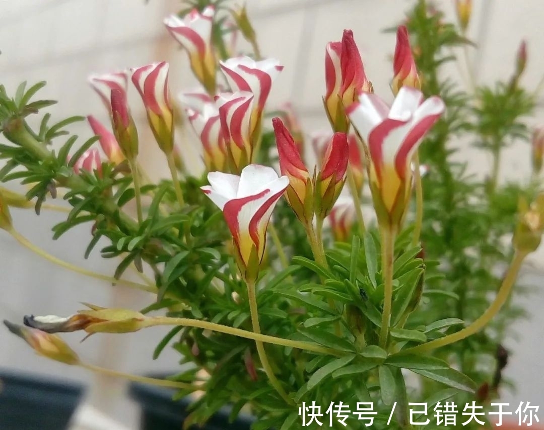 桃之辉|温度越低,颜色越深,可与桃花相较的光叶酢浆草你见过吗?