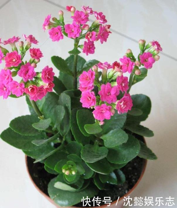 动作|夏天32度,长寿花进入休眠期,这个“动作”别做,安全度过休眠期