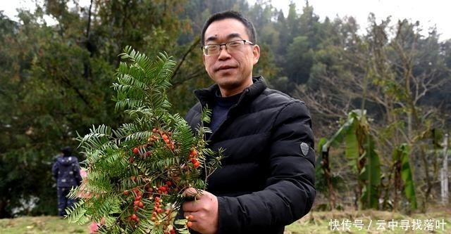 湖南邵阳绥宁一棵百年红豆杉，结满果实，当地人称为“一树红”