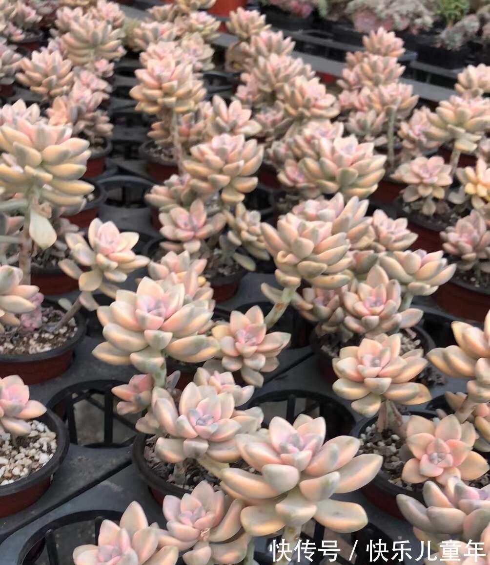 金黄色的美杏锦,1棵才要5块钱,买之前想好了,小心掉叶子