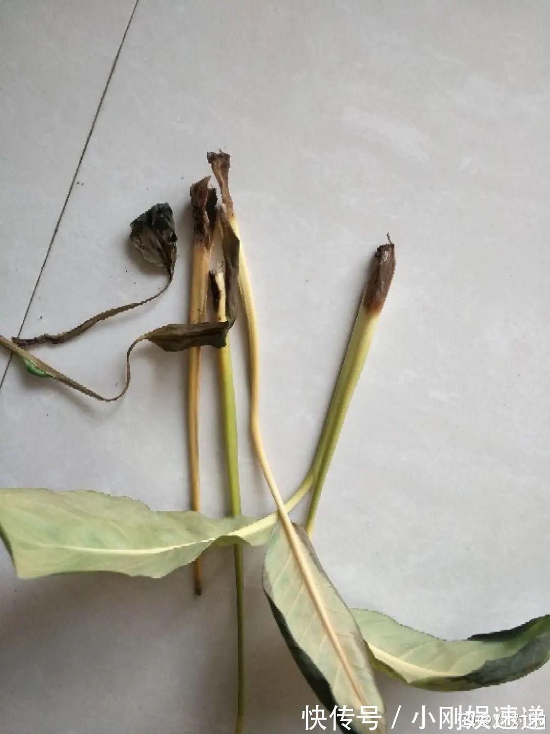 叶片|10种花特怕晒,越晒越黄叶,搬阴凉地儿才能活!