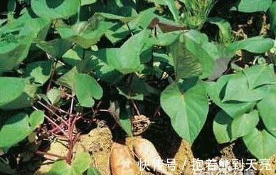 南瓜|可以杀死癌细胞的蔬菜