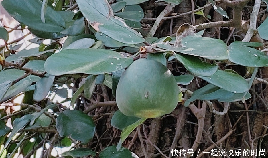 果冻|长在树上的天然果冻,果子像馒头一样,80后农村小伙伴都见过