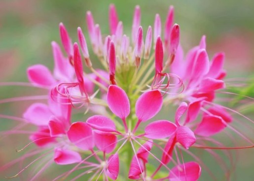 1种“新奇花”,远看似大花球,近看似群小蝴蝶,比菊花趣味十足