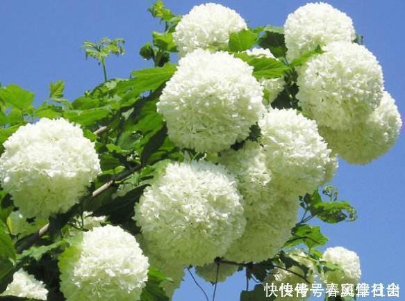 花卉|养护花卉，就养极耐寒，不怕热的花卉，好养易爆盆，美极了！